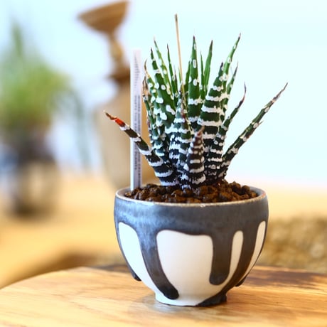 たけろうポット Haworthia 'Choveriba'   no.102218