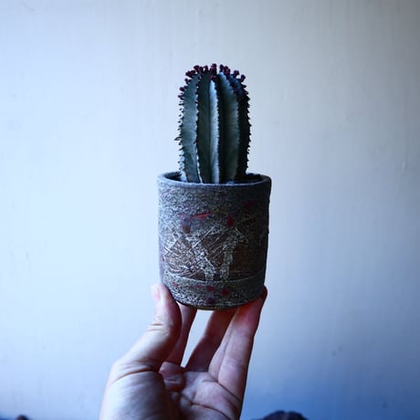 ユーフォルビア  ポリゴナ    Euphorbia polygona   no.30109