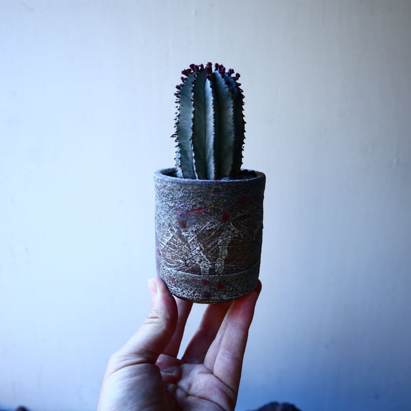 ユーフォルビア ポリゴナ Euphorbia polygona no.30109