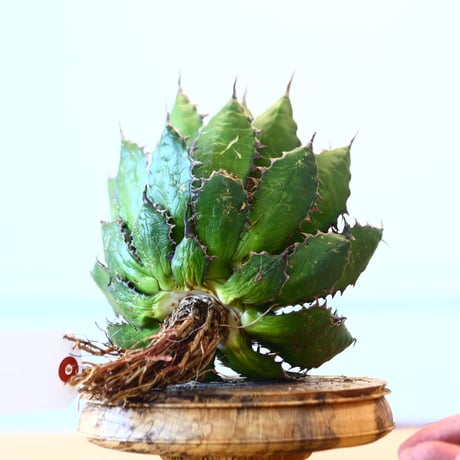 Agave horrida / Style of Chika   no.1015/42