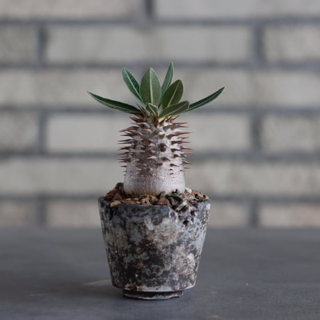 デンシフローラム | STORES