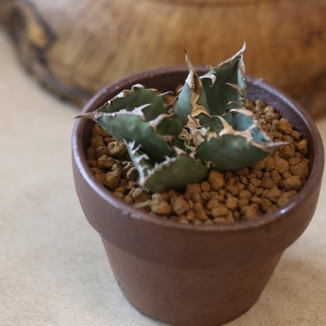 Agave titanota 姫厳竜 × YAMABACHI var. 六本芽   no.124-35