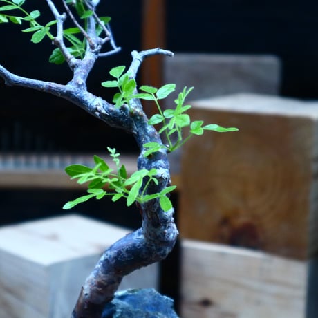 コミフォラ モンストローサ   Commiphora monstrosa   no.81538