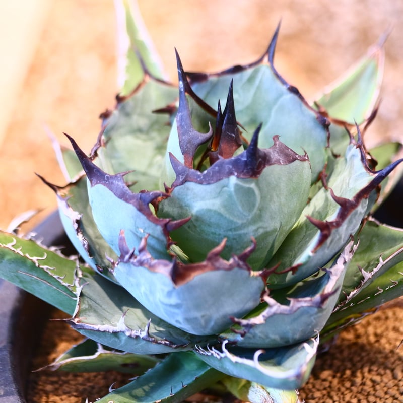 Agave titanota black Whale no.32456 | 芽の巣山
