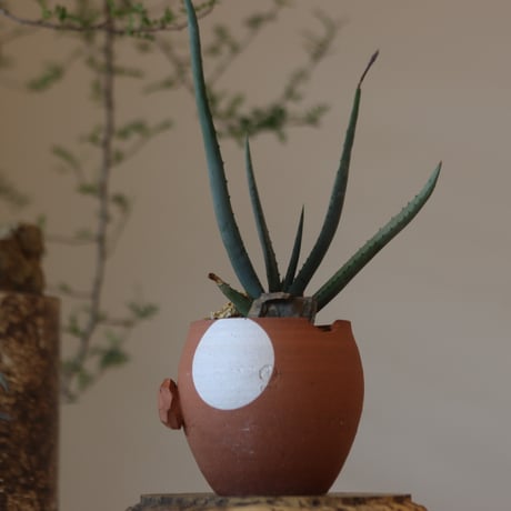 Aloe cryptopoda × N/OH　 no.82541