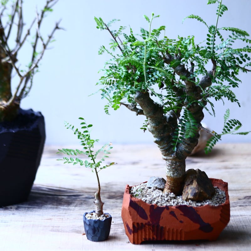 ボスウェリア ネグレクタ Boswellia neglecta 小鉢セット n