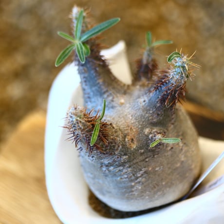Pachypodium  gracilius × Kazuhiro Arima    no.100818