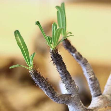 パキポディウム  グラキリス / Pachypodium  gracilius   no.52103