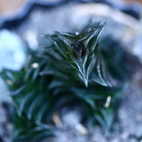 ハオルチア ビスコーサ(ダルマタイプ)／Haworthia viscosa   no.13079