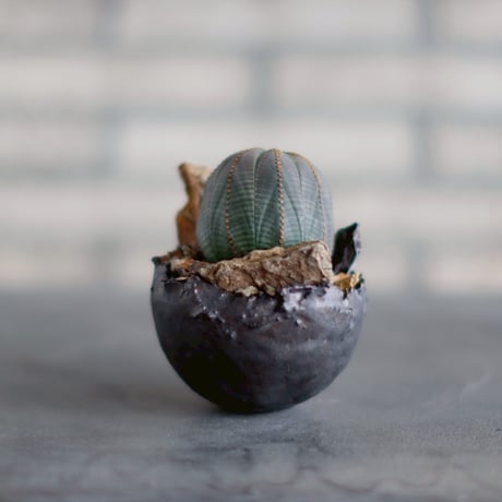Euphorbia obesa  × takero pot (3号)  no.830-25
