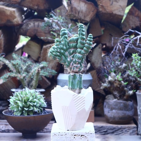 珍品❗️ 綴化　カスタネアスピラリス ユーリキニア カスタネア スピラリス 綴化 Eulychnia castanea