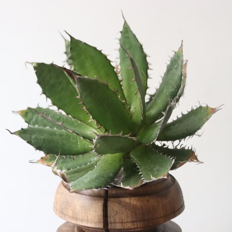 U.S. horrida (Agave horrida) / Style of Chika　no.1227/4