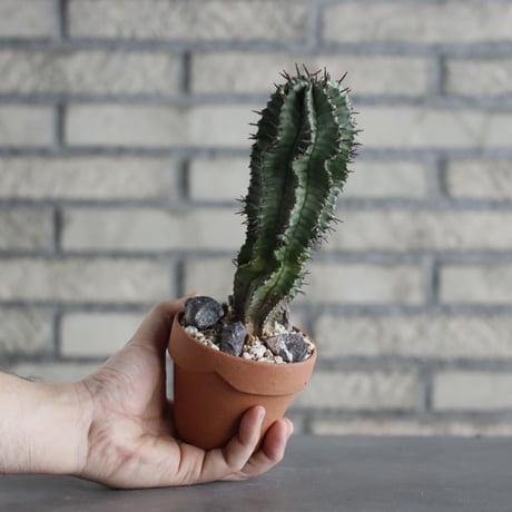Euphorbia horrida × YAMABACHI (3号)  no.607/38