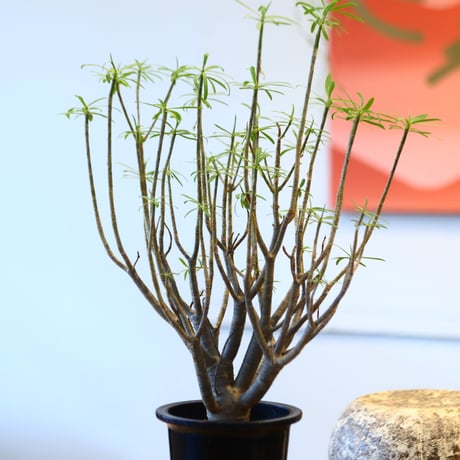 Euphorbia balsamifera  no.32474