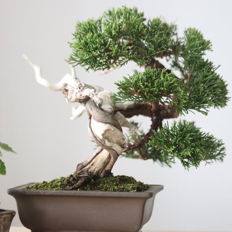 真柏 / YOSHIZAWA3-SHOHINBONSAI   no.1013/23