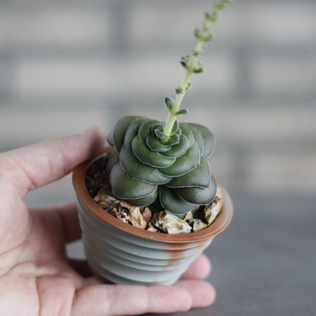Crassula hemisphaerica 'Little Karoo' (巴) × TAKERO NO TORUKO (2.5号)  no.419/86