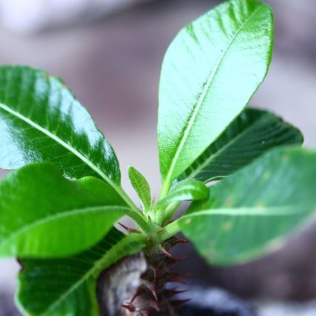パキポディウム  ウィンゾリー   Pachypodium baronii var. windsori    no.017
