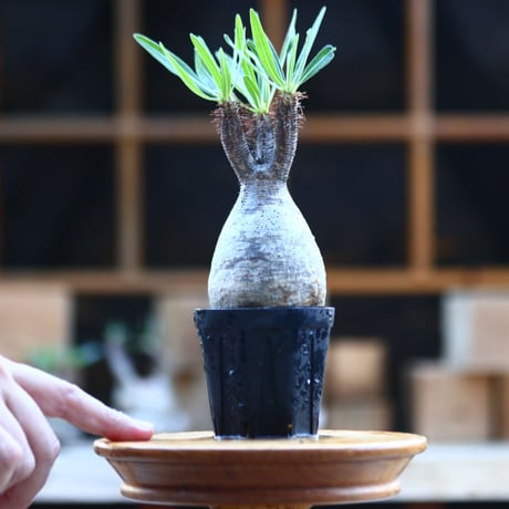 パキポディウム  グラキリス ／Pachypodium  gracilius     no.101709