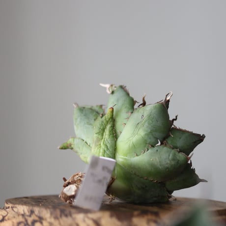 Agave titanota filigree Devil/ Style of Chika　no.42128