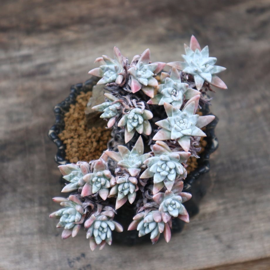 632419bf60bab427d239d003