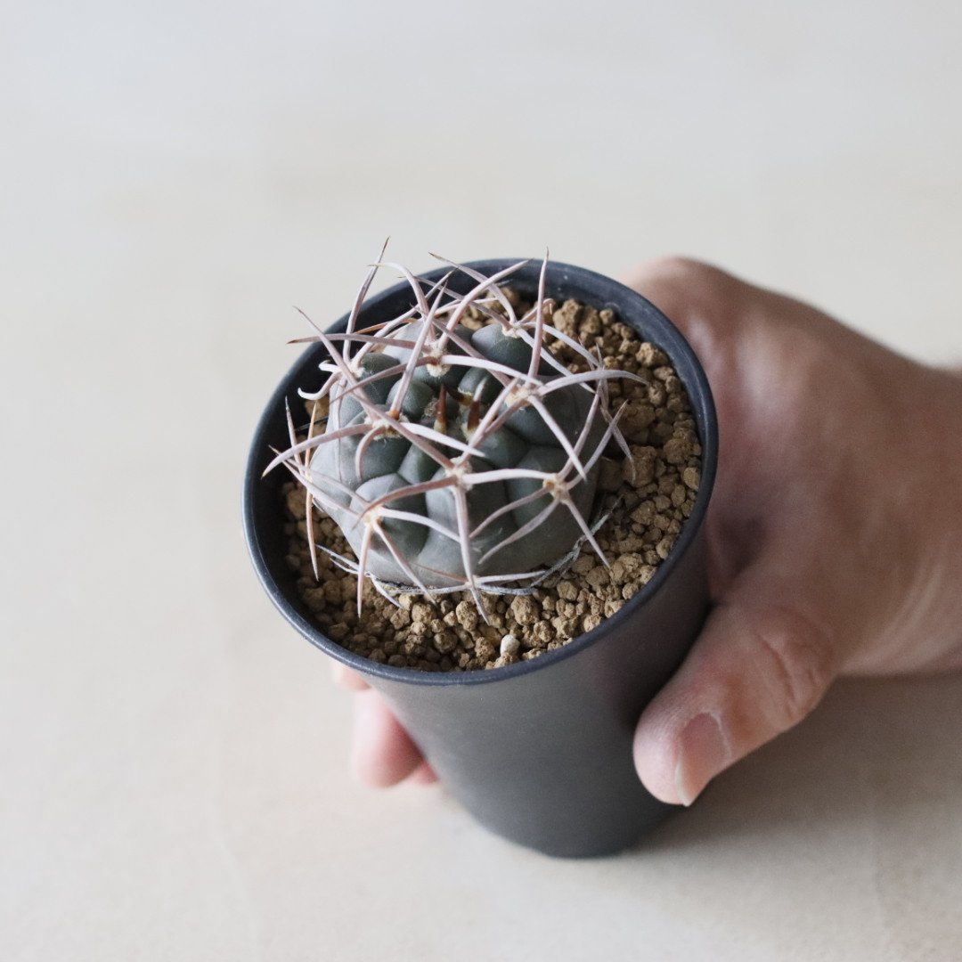ymnocalycium mazanense / 魔天竜 (2.5号鉢) no.913/29