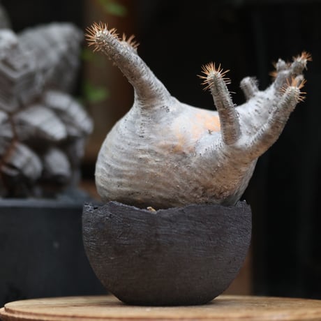 パキポディウム  グラキリス／Pachypodium  gracilius  no.11504