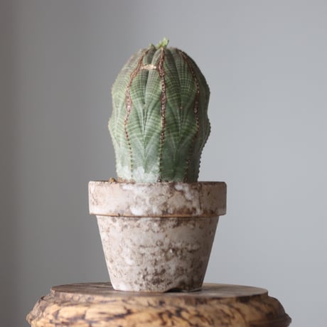 Euphorbia obesa♂ × YAMABACHI var. takero pot  no.52611