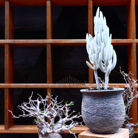 セネシオ   大型銀月／Senecio haworthii    no.51605