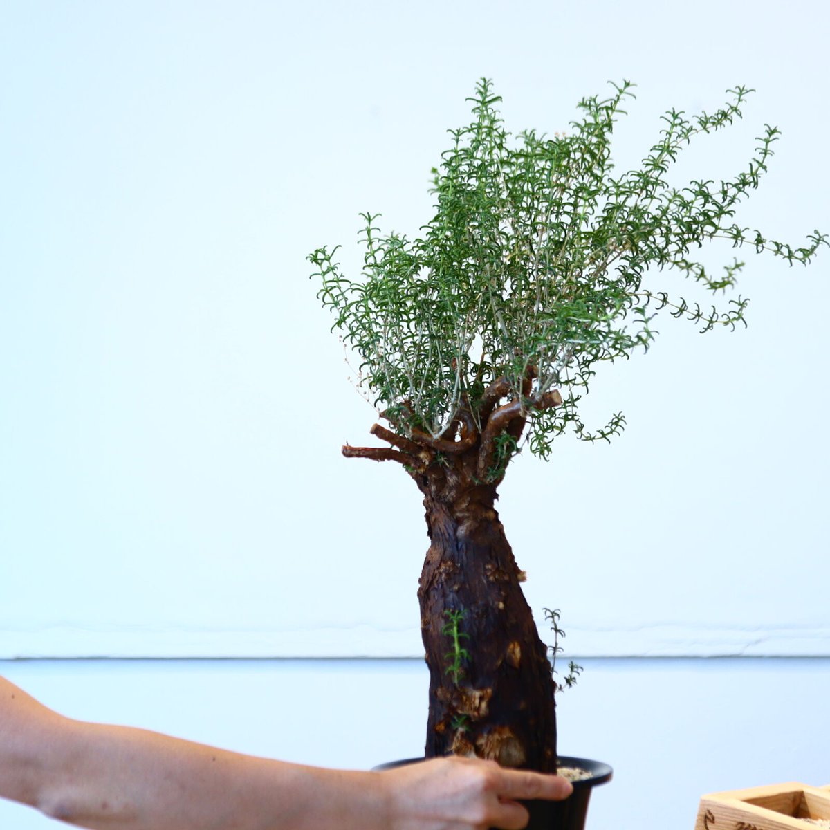 メストクレマ アルボリフォルメ / Mestoklema arboriforme no.80