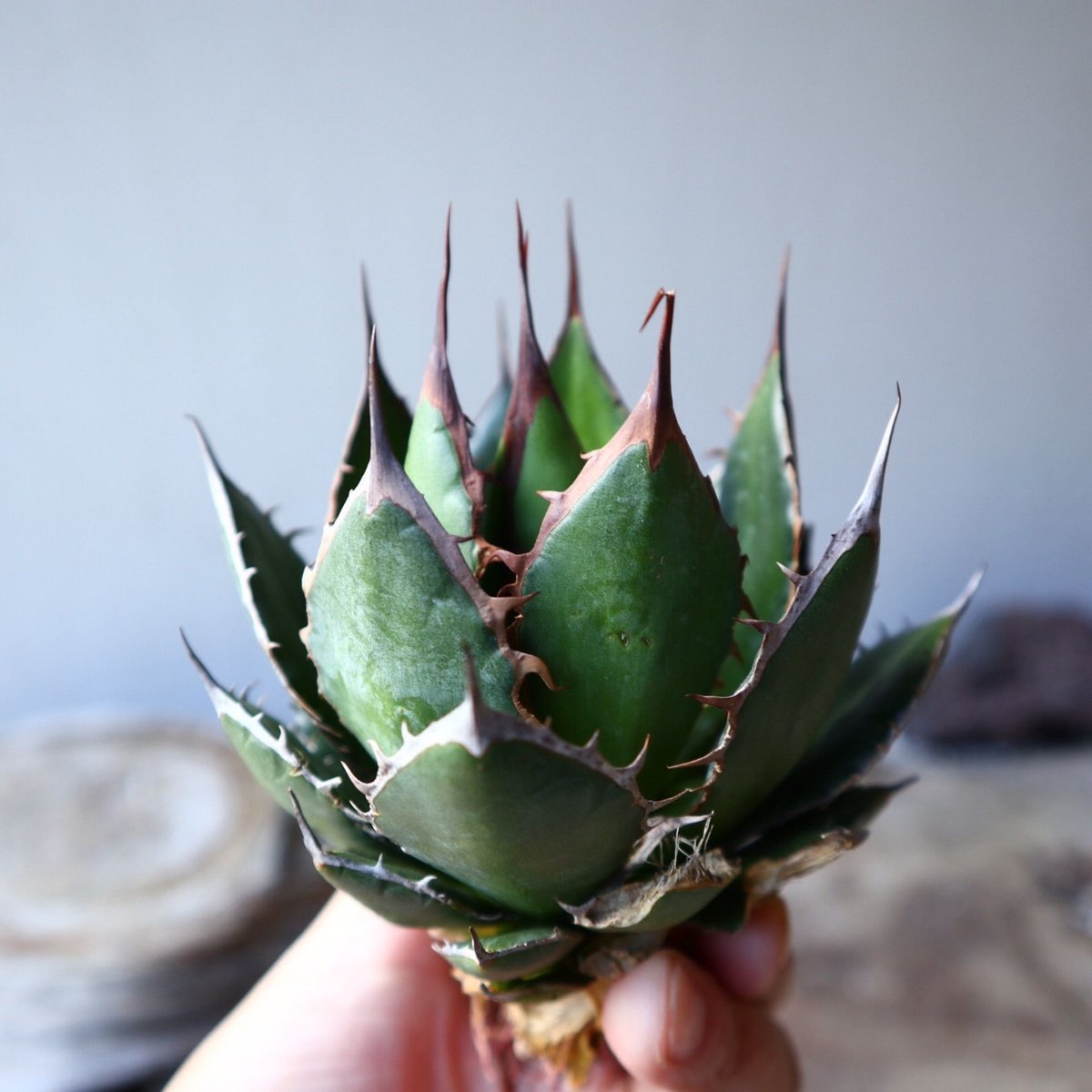 アガベ ホリダ Agave horrida no.111015 | 芽の巣山