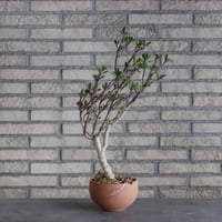 Euphorbia tardieuana / T.W. × N/OH (5号)  no.510/6