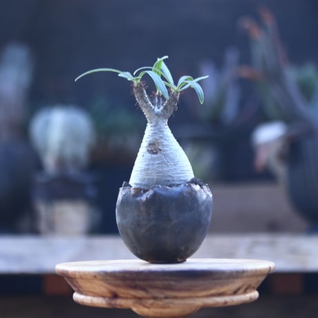 パキポディウム  グラキリス   Pachypodium  gracilius       no.22822