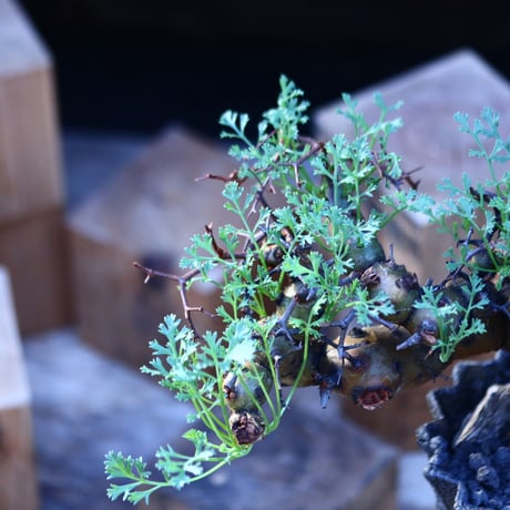 ペラルゴニウム  クリズミフォリウム／Pelargonium crithmifolium    no.20644