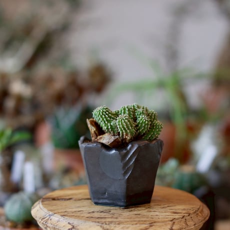 Euphorbia sepultap × N/OH (2.5号)  no.1101/30