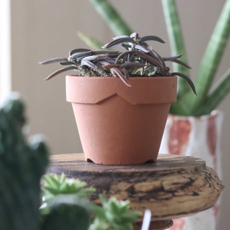 Euphorbia cylindrifolia × YAMABACHI   no.51912