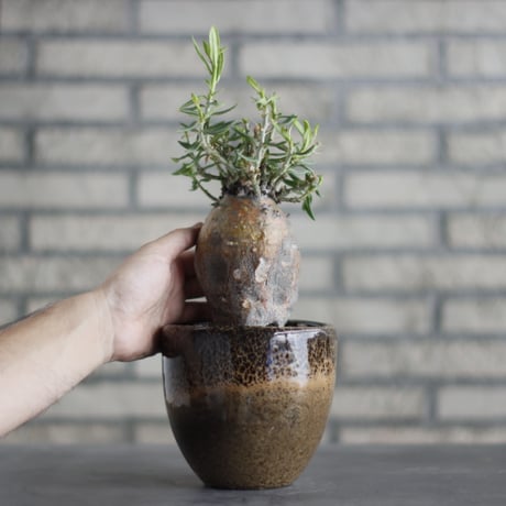 Pachypodium bispinosum × 陶器蜂 (4号)  no.706-25