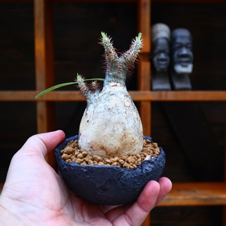 パキポディウム  グラキリス／Pachypodium  gracilius       no.60566