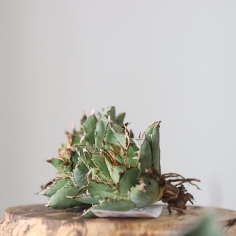 Agave titanota filigree Devil / Style of Chika　no.42140