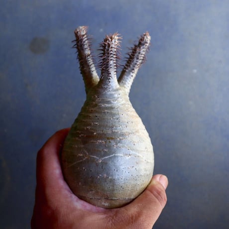 パキポディウム グラキリス 抜苗  Pachypodium rosulatum var. gracilius no.100629