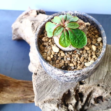 ユーフォルビア エクロニー Euphorbia ecklonii  鬼笑い  No.025