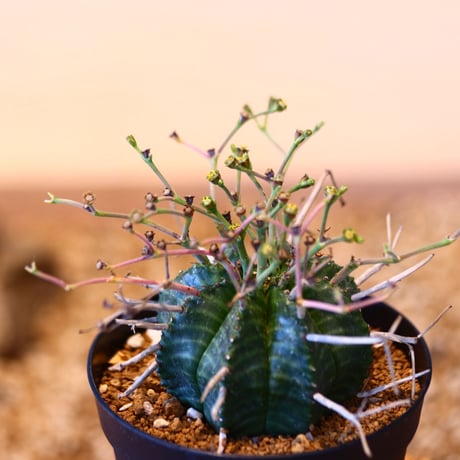 ユーフォルビア  バリダ♂ / Euphorbia valida    no.51457