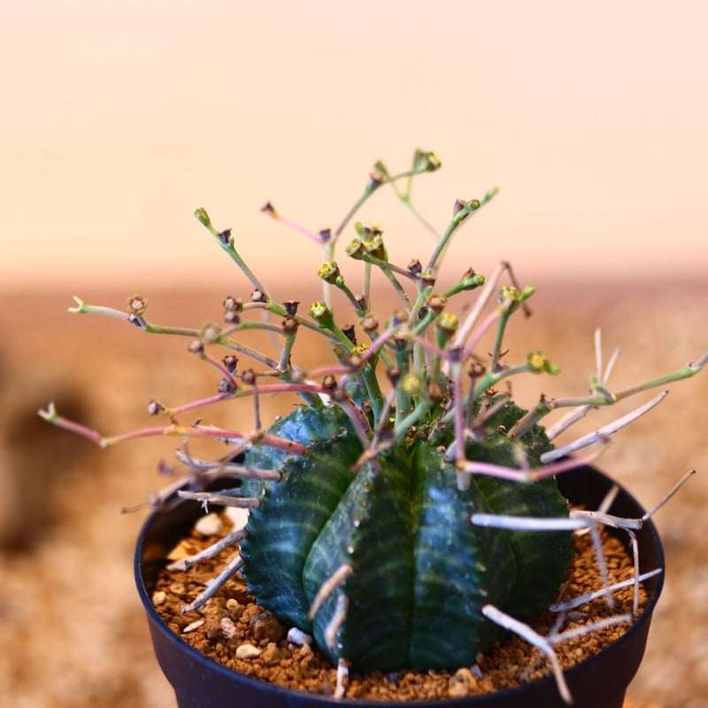 ユーフォルビア バリダ♂ / Euphorbia valida no.51457 |
