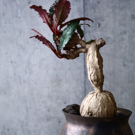 ユーフォルビア   ラバティー   Euphorbia labatii no.012
