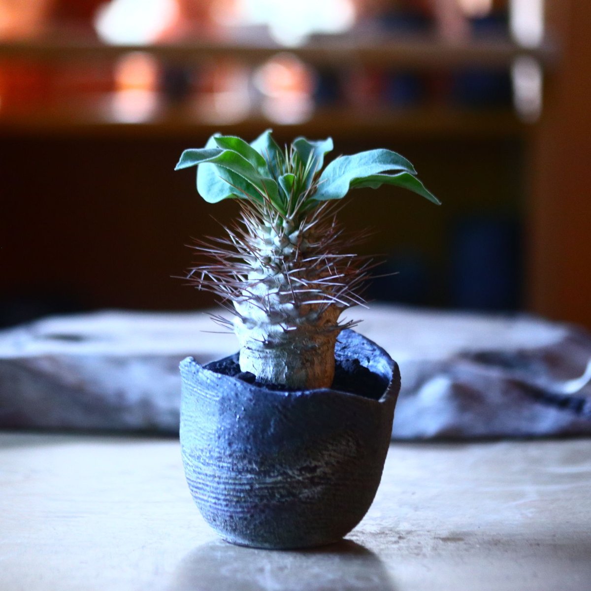 パキポディウム ナマクアナム 光堂 Pachypodium namaquanum n