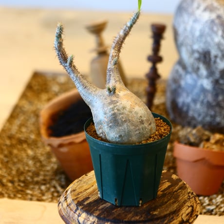 Pachypodium gracilius   no.32411