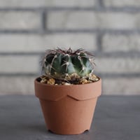Discocactus gigantea × YAMABACHI (3号鉢)  no.614/20