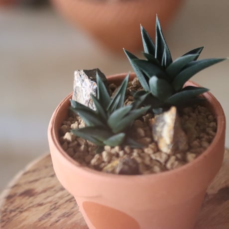 Haworthia tortuosa × YAMABACHI var. N/OH   no.1115-25
