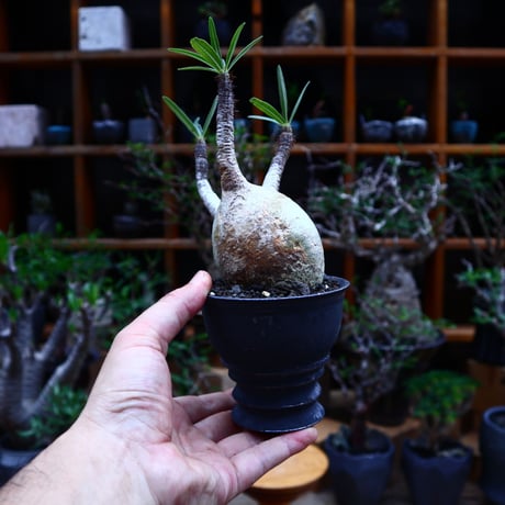 パキポディウム  グラキリス／Pachypodium  gracilius       no.81501