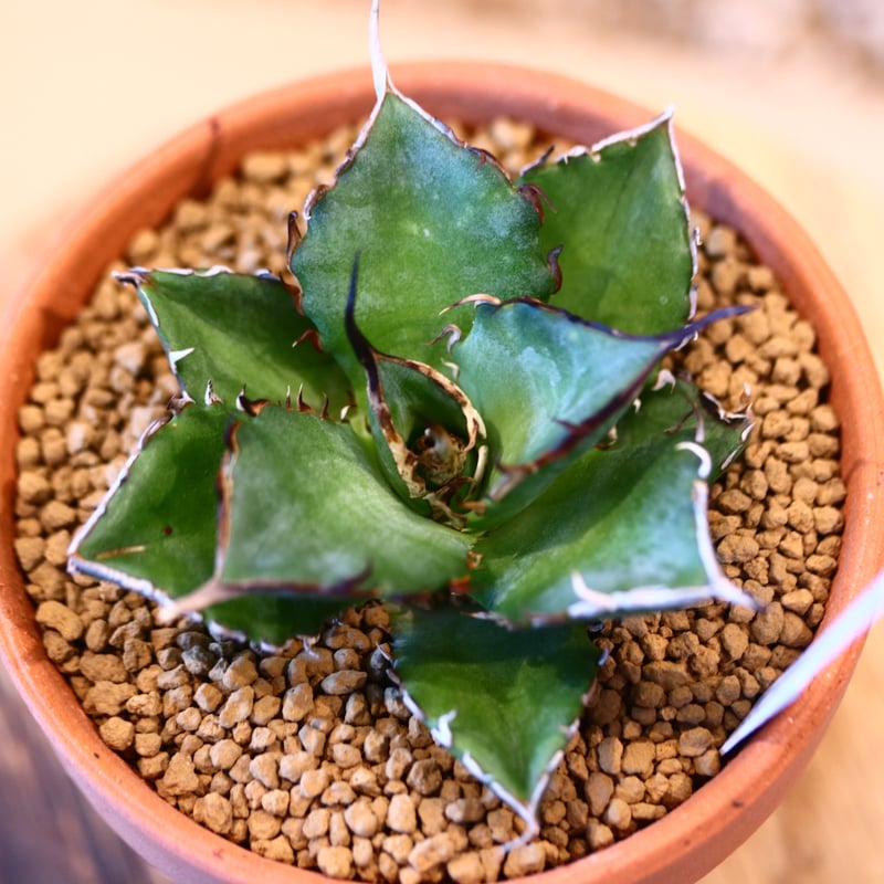 アガベ Agave titanota Hades 134 Agave titanota Hades 134 【公式通販】