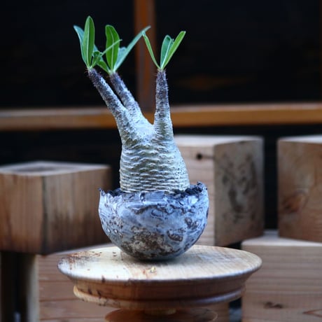 パキポディウム  グラキリス ／Pachypodium  gracilius     no.110723